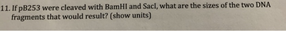 11. If pB253 were cleaved with BamHI and Sacl, what are the sizes of the two DNA fragments that would result? (show units)