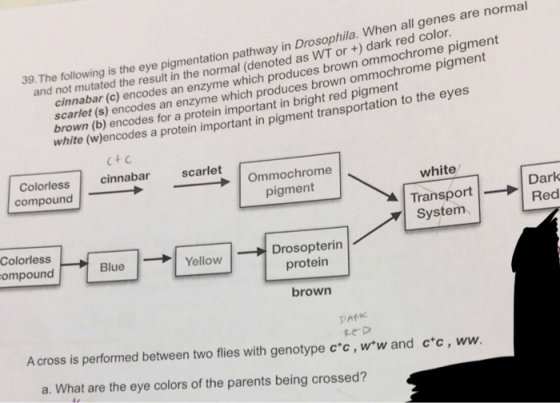 39. The followi ng is the eye pigmentation pathway in Drosophila. When all genes are normal oted as WT or +) dark red color e