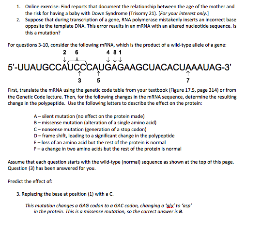 1. Online exercise: Find reports that document the relationship between the age of the mother and the risk for having a baby with Down Syndrome (Trisomy 21). For your interest only 2. Suppose that during transcription of a gene, RNA polymerase mistakenly inserts an incorrect base opposite the template DNA. This error results in an mRNA with an altered nucleotide sequence. Is this a mutation? For questions 3-10, consider the following mRNA, which is the product of a wild-type allele of a gene: 2 6 481 5-UUAUGCCAUCCCAUGAGANAGCUACA CUAAAUAG-3 First, translate the mRNA using the genetic code table from your textbook (Figure 17-5, page 314) or from the Genetic Code lecture. Then, for the following changes in the mRNA sequence, determine the resulting change in the polypeptide. Use the following letters to describe the effect on the protein: A-silent mutation no effect on the protein made) B-missense mutation (alteration of a single amino acid) C-nonsense mutation (generation of a stop codon) D-frame shift, leading to a significant change in the polypeptide oss of an amino acid but the rest of the protein is normal F-a change in two amino acids but the rest of the protein is normal Assume that each question starts with the wild-type (norma sequence as shown at the top of this page. Question (3) has been answered for you. Predict the effect of: 3. Replacing the base at position (1) with a C. This mutation changes a GAG codon to a GAC codon, changing a glu to asp in the protein. This is a missense mutation, so the correct answer is B.