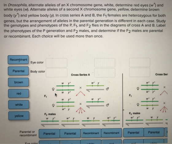 In Drosophila, alternate alleles of an X chromosome gene, white, determine red eyes (w) and white eyes (w). Alternate allele