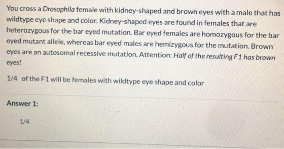 You cross a Drosophila female with kidney-shaped and brown eyes with a male that has wildtype eye shape and color. Kidney-sha