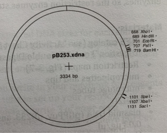 668 Xhoi- 689 Hindill - 701 Eco RI 707 Pst. 719 Bam HL - pB253.xdna + 3334 bp 1101 Spel 1107 Xbal. 1131 Sacl.
