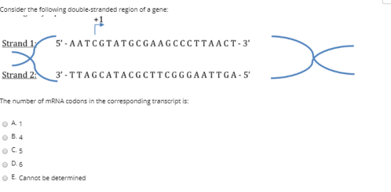 Consider the following double-stranded region of a gene: Strand 17 5- AATCGTATGCGAAGCCCTTAACT-3 Strand 2 3-TTAGCATACGCTTCGG
