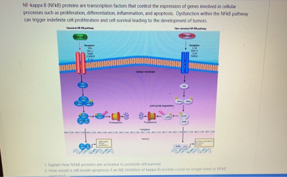 NF-kappa B (NFKB) proteins are transcription factors that control the expression of genes involved in cellular processes such