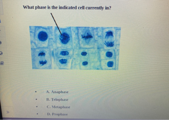 What phase is the indicated cell currently in? D A. Anaphase B. Telophase C. Metaphase D. Prophase •