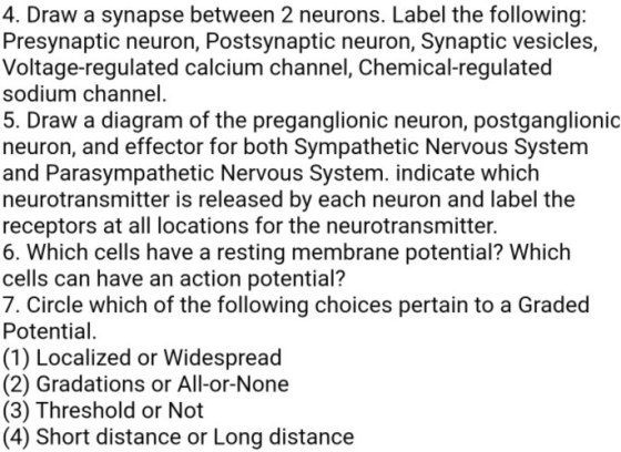 4. Draw a synapse between 2 neurons. Label the following: Presynaptic neuron, Postsynaptic neuron, Synaptic vesicles, Voltage