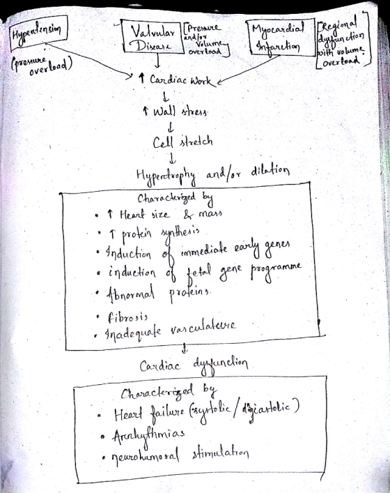 Valvular [Pressure overlody Disease Hypertension (pressure I Infarction Myocardial Regional Twith volume dynyünetion Overload