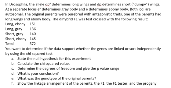 In Drosophila, the allele dp determines long wings and dp determines short (dumpy) wings. At a separate locus e* determines