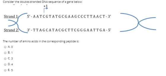 Consider the double-stranded DNA sequence of a gene below: Strand 1: 5-AATCGTATGCGAAGCCCTTAACT-3 Strand 2. 3-TTAGCATACGCTT