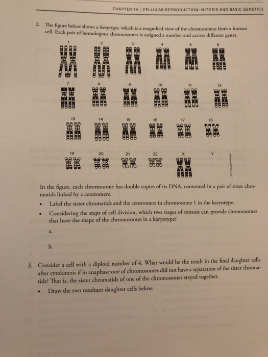 CHAPTER TA CELLULAR REPRODUCTION: MITOSIS AND BASIC GENETICS 2. The figure below shows a karyotype, which is a magnified view