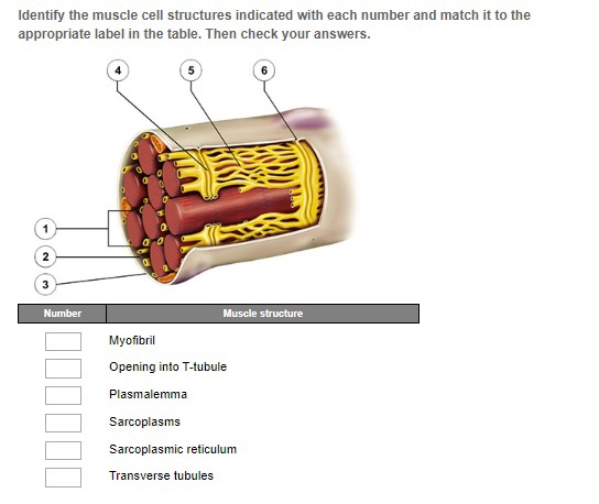 Identify the muscle cell structures indicated with each number and match it to the appropriate label in the table. Then check