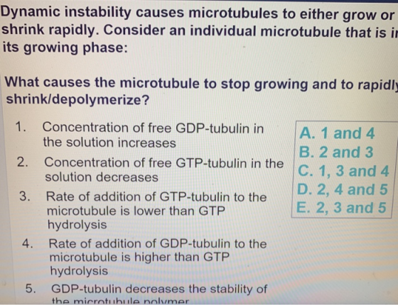 Dynamic instability causes microtubules to either grow or shrink rapidly. Consider an individual microtubule that is i its gr