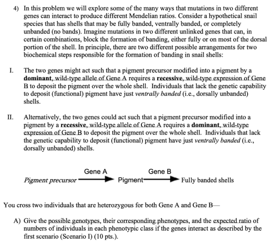4) In this problem we will explore some of the many ways that mutations in two different genes can interact to produce differ