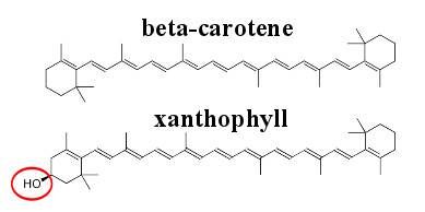 beta-carotene xanthophyll HO