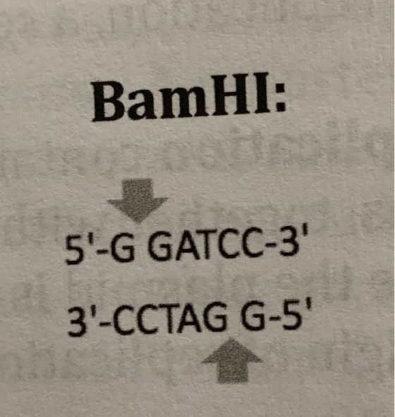 BamHI: 5-G GATCC-3 3-CCTAG G-5