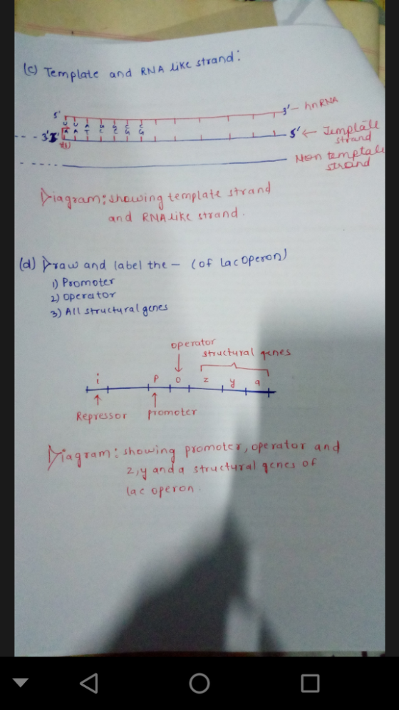 g Template and RNA LKC 4t1an and RNA Like strand -hn RNA Non tamptal strand iagramuheuwing template strand and RNAike stTand (d) p-γ aw and label the- (of lacoperon ) Promoter 1) operato 3) Alt structyral genes operator structural senes 0 Repressor Promoter aTam:showing Promotc, ope rator an lac operon