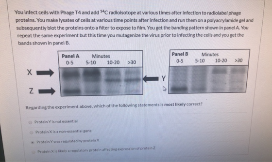 You infect cells with Phage T4 and add 14C radioisotope at various times after infection to radiolabel phage proteins. You ma
