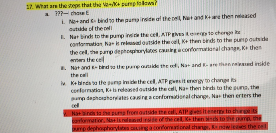 17. What are the steps that the Na+/K+ pump follows? a. ???-I chose E 1. Na+ and K+ bind to the pump inside of the cell, Na+