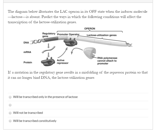 The diagram below illustrates the LAC operon in its OFF state when the inducer molecule —lactose—is absent. Predict the ways