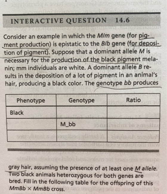 INTERACTIVE QUESTION 14.6 Consider an example in which the Mim gene (for pig- ment production) is epistatic to the B/b gene (