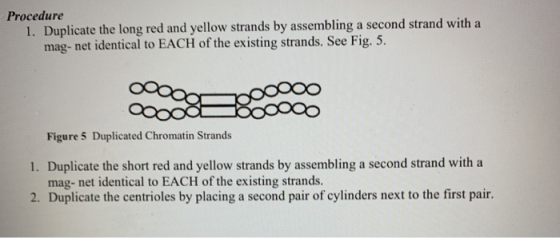 Procedure 1. Duplicate the long red and yellow strands by assembling a second strand with a mag- net identical to EACH of the