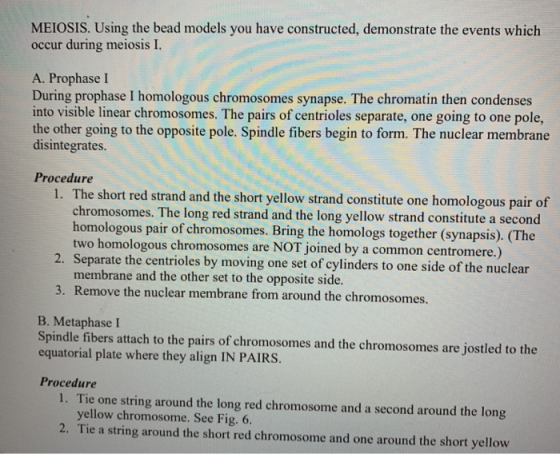 MEIOSIS. Using the bead models you have constructed, demonstrate the events which occur during meiosis I. A. Prophase I Durin