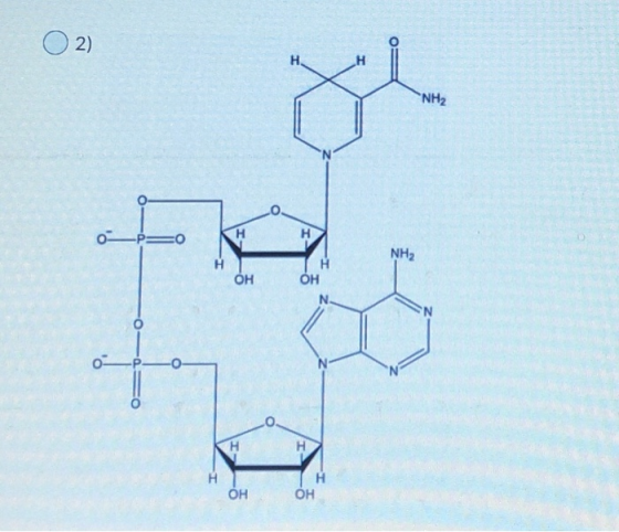O2) NH2 о —p =0 Кн NH2 он он -о о —р —0 — -о н1 Н он
