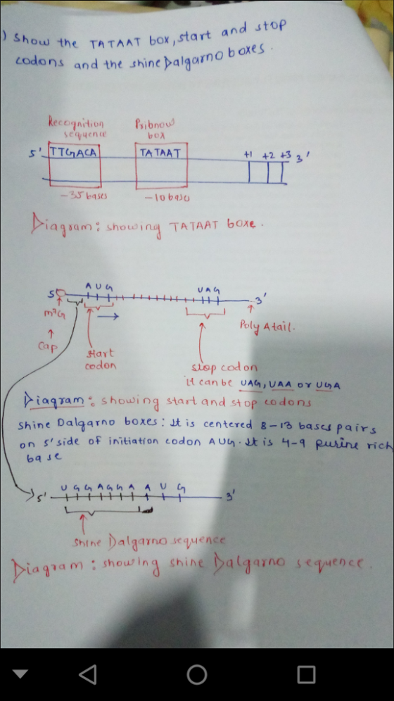 u the TATAAT box,start and stop odons and the shine palgarno scqueno boX TA TAA -3s base -10 bqJU aam shownTATAAT boxe s ( Poly Atail Ca Hayt codon stop cod o canbe UAG,UAA DY U aram showin start and stop codons shine Dalg4rno boxes on sside oF initiation codon Aun J is 1- parine rich :此is ce n tered g-13 bases pairs baJe Shine Dalano seuence iara hin shi