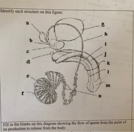 Identify each structure on this figure: RD h b d k e ות 1 Fill in the blanks on this diagram showing the flow of sperm from t