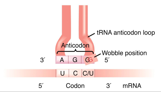 tRNA anticodon loop Anticodon Wobble position 5 3 A G GE U C C/U io Codon 3 mRNA