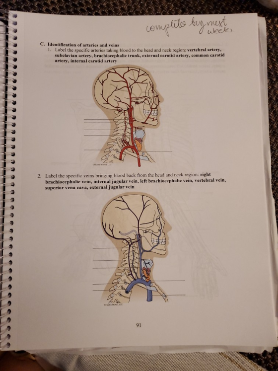 complete by mert a C. Identification of arteries and veins 1. Label the specific arteries taking blood to the head and neck r