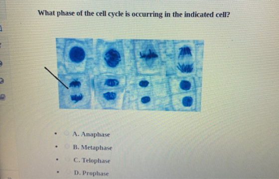 What phase of the cell cycle is occurring in the indicated cell? • • • A. Anaphase B. Metaphase C. Telophase D. Prophase
