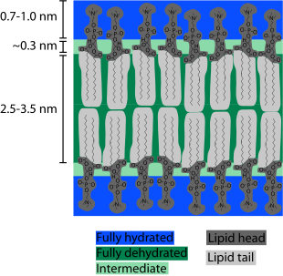 -0.3 nmI 2.5-3.5 nm Fully hydrated Fully dehydrated Intermediate Lipid tail