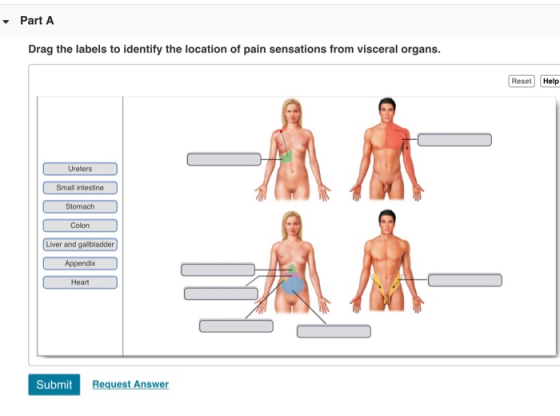- Part A Drag the labels to identify the location of pain sensations from visceral organs. Reset Help Ureters Small intestine