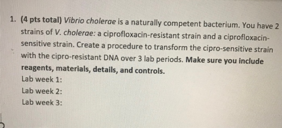 1. (4 pts total) Vibrio cholerae is a naturally competent bacterium. You have 2 strains of V. cholerae: a ciprofloxacin-resis