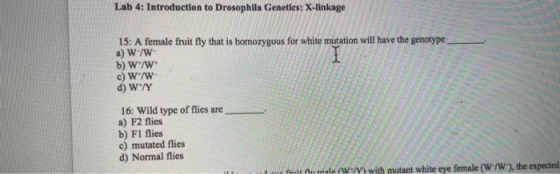 Lab 4: Introduction to Drosophila Genetics: X-linkage 15: A female fruit fly that is homozygous for white mutation will have