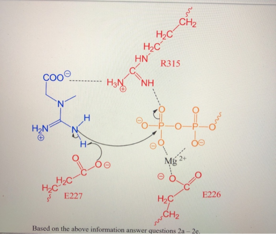 CH2 HN R315 NH Ag-Chroom - H2N O-P-O-P-Ó o wa % como to- SE227 E226 H2C CH2 Based on the above information answer questions 2