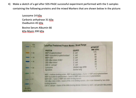 4) Make a sketch of a gel after SDS-PAGE successful experiment performed with the 5 samples containing the following proteins