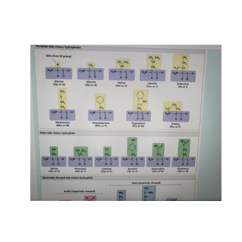 Noraside in hydrophobic side chain group HON CH CHCH CH CH, CH CM CH HC-01 HUN MN- WN H Glor Maine TALAJ Weline Valor Leucine