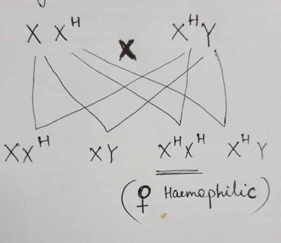 Ххч xxч xx x1 x1 x1 x Haemophilic)