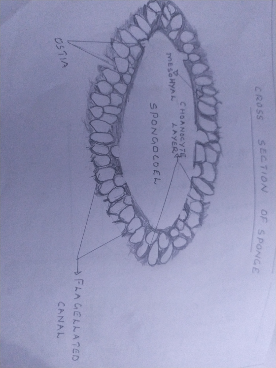 ON CROSS SECTION OF SPONGE OF se CHOANOCYTE LAYER MESO HYAL SPONGOCOEL FLAGELLATED CANAL OSTIA
