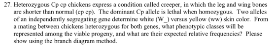 27. Heterozygous Cp cp chickens express a condition called creeper, in which the leg and wing bones are shorter than normal (cp cp). The dominant Cp allele is lethal when homozygous. Two alleles of an independently segregating gene determine white (W_) versus yellow (ww) skin color. From a mating between chickens heterozygous for both genes, what phenotypic classes will be represented among the viable progeny, and what are their expected relative frequencies? Please show using the branch diagram method.