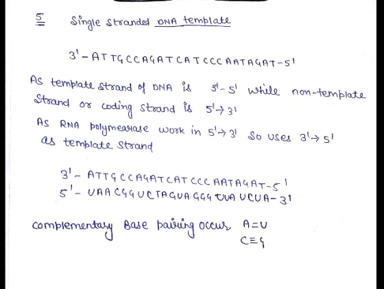 Single stsandad oNA temblata 3- AT TGCCAGATCATCCC AATAGAT- Stand o coding stand 5,731 As RNA polymeaaeuork in 53 So usex 3->
