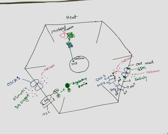 Heat if bde Protein 192 Nucieus. calciu HSE Calcium. cell woll GIPC - calcium. Sos-3 salinity OSCAT Regulatory Profin sos-2 N