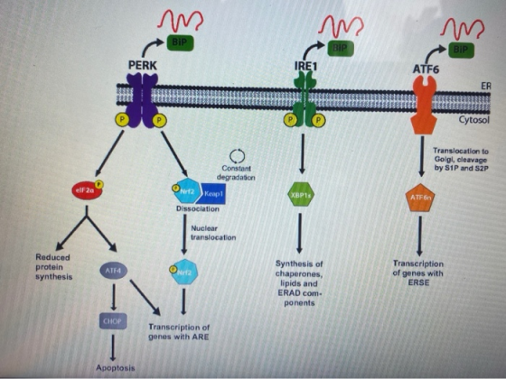 m BiP BIP BiP PERK IRE1 ATF6 ER 33333333 Cytosol Translocation to Golgl, cleavage by S1P and S2P Constant degradation elF2a N