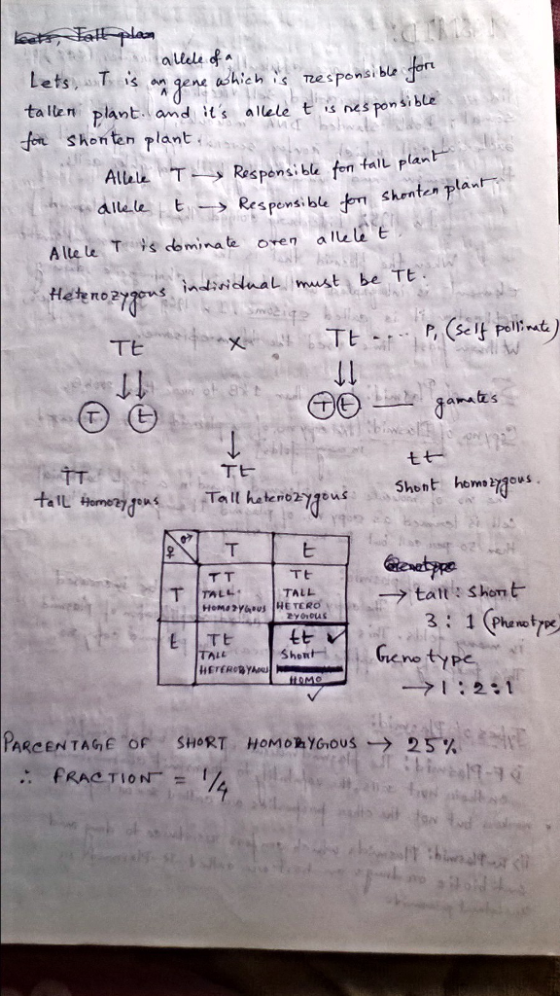 allele f Lets . . T is e ne ashleh ane spo talten plant and its allele t Skontan rlant nsi ble 시 tns po kbte nsibue Alli. T-→