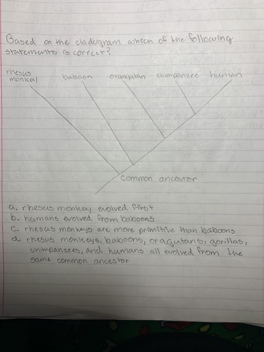 of the following Based on the cladogram which statements is correct? rhesus baboon monka orangutan chimpanzee human common an