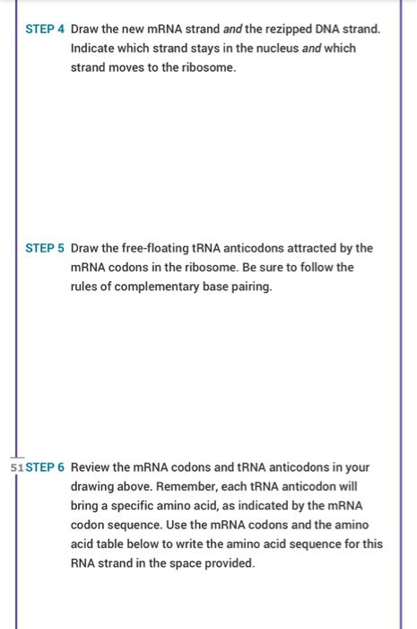 STEP 4 Draw the new mRNA strand and the rezipped DNA strand. Indicate which strand stays in the nucleus and which strand move
