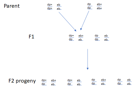 Parent dp+ eb dpt eb dp eb+ dp ebt F1 dp+ eb+ dp eb F2 progeny dp* ebtdp* ebdpebt
