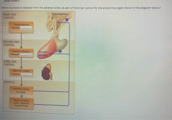 QUE Which hormone is released from the adrenal cortex as part of third-tier control for the endocrine organ shown in the diag